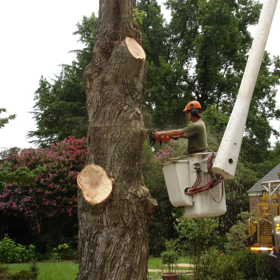 Tree Service Tree Removal Stump Removal Snow Plowing
804-264-1000 Call today for a FREE Estimate