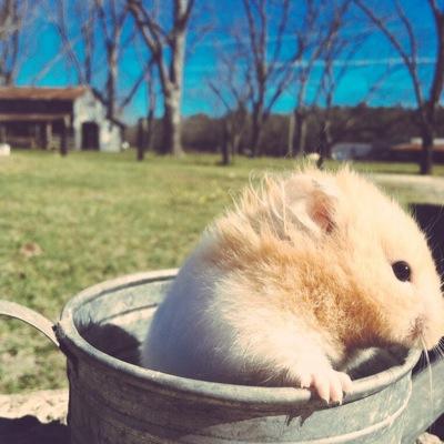 handyhammy17's profile picture. Enjoying life with my pets!