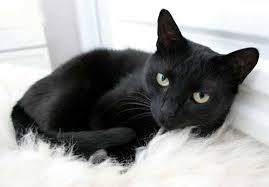 Meow meow meow, meow meow!| 3 years old| no owner| male