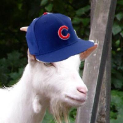 Not ur avirag goat | Been blamed fir cubz losts sence 1945