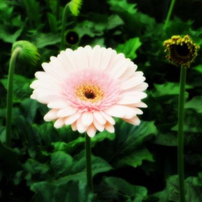 やめないでやめてちがうしないでもっと