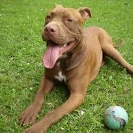 ¿Aficiones? Mi perro.