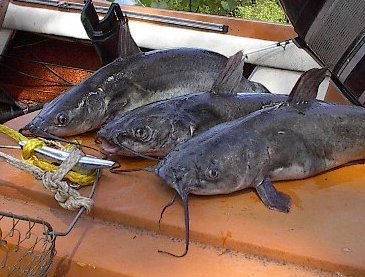 I go fishing almost every day! It's my #1 activity. Check my blog for videos, articles and photos!