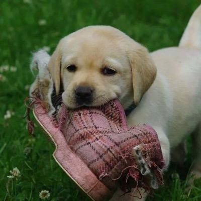 starturtle247's profile picture. Yo no estoy perdido, sólo por descubrir....