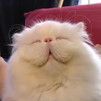 i rlly like hippos......(& cats) haha. i follow back