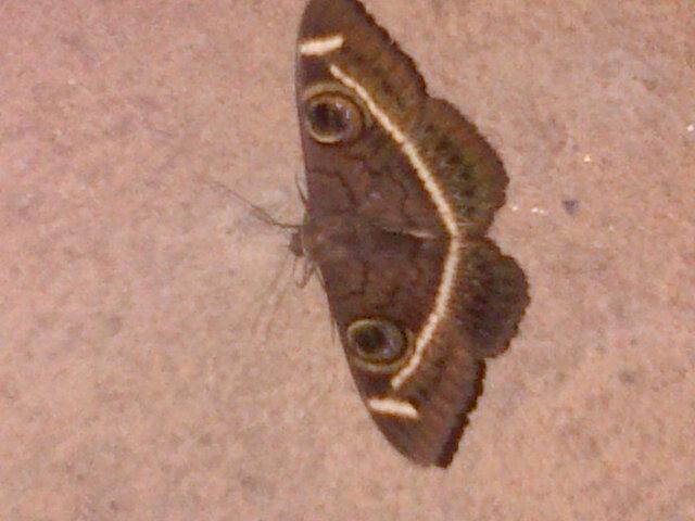 Male
