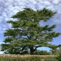 CedarFoxfield (@cedarfoxfield) 's Twitter Profile Photo CedarFoxfield (@cedarfoxfield) 's Twitter Profile Photo