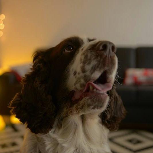 Handsome Springer spaniel`s thoughts on world, dogs, food, toys and girls