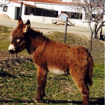 elacebo1's profile picture. Granja Escuela El Acebo