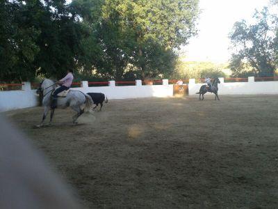 Como forma de vida los toros y los caballos , y mi pasión LA VIRGEN DEL ROCIO «3 Futura rejoneadora! 
Ask - rocio_arrogante