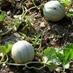 Agrolinker - Rural Forum (@foroagrolinker) Twitter profile photo