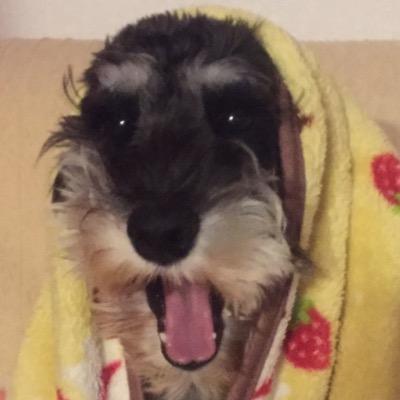 👣ゆあ💗TIROL🐾さんのプロフィール画像