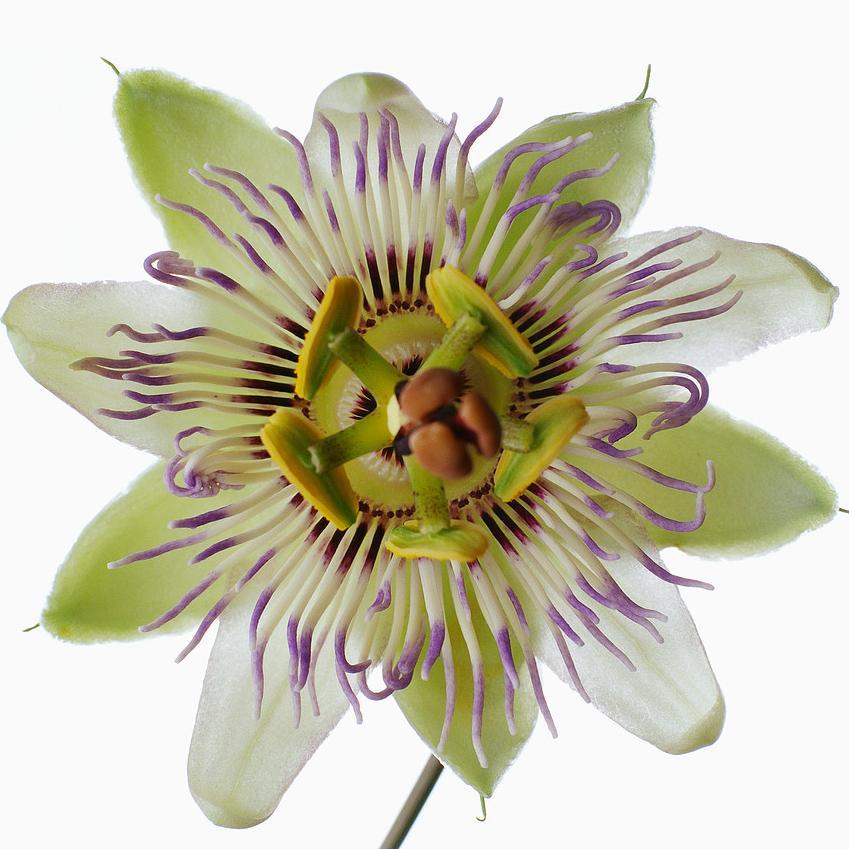 PatitoPatolp's profile picture. 