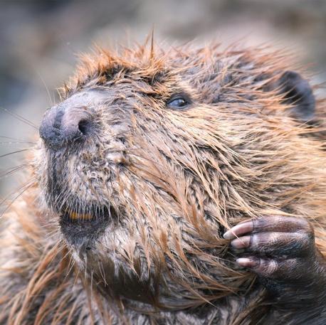 Official twitter account of the Eastbourne Beaver. All thoughts and opinions are that of the Eastbourne Beaver.