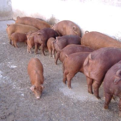 kimchi_dog's profile picture. father, husband, chef, mushroom forager, koji advocate