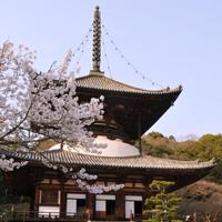 総本山 根來寺（根来寺） (@negoroji) Twitter profile photo