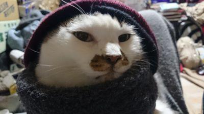 fuutarosan1's profile picture. ふうたろうさんはクールでダンディな猫である。故に滅多な事では呟いたりしないのだ。