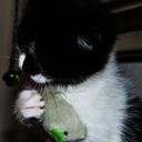 Luna Freeman - @LunaKittyTheCat - Twitter