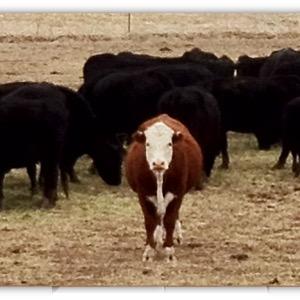 PeculiarFarmLLC's profile picture. Beyond Grass Fed Beef, Beyond Ordinary Eggs.