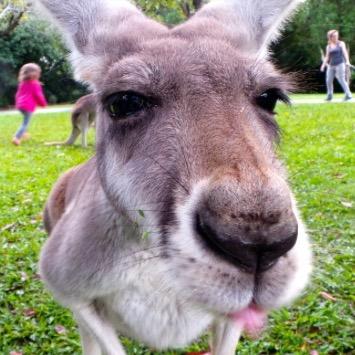 Follow the Big Bad Followback Kangaroo for a Followback. #followback