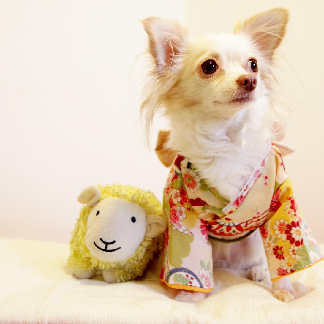 ビンテージ雑貨の販売、
古着のリメイク（犬用のお洋服）、
新たな思い出作りのための写真撮影、
そんなサービスを提供しております。