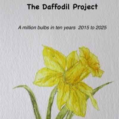 Sunshine State of Mind. Above a single daffodil bloom, with a few leaves....The Daffodil Project.....A million bulbs in ten years... 2015 to 2025 is proclaimed.