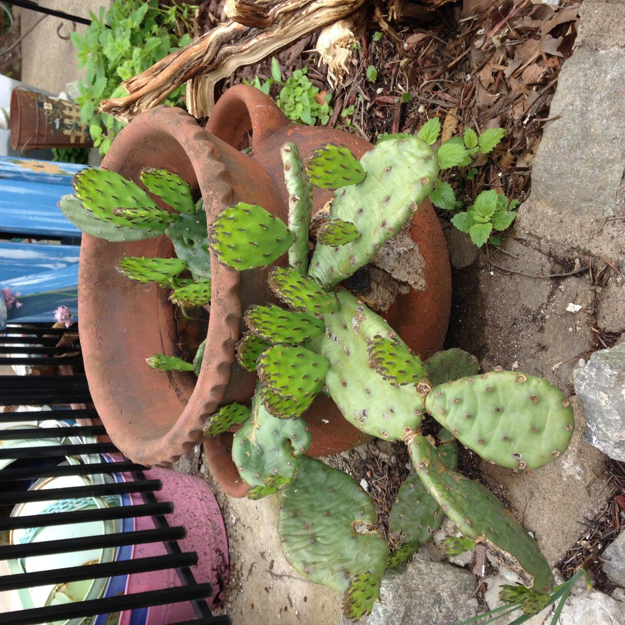 Cookster712's profile picture. 