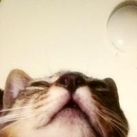 maikoara (@mogmogmog03) 's Twitter Profile
