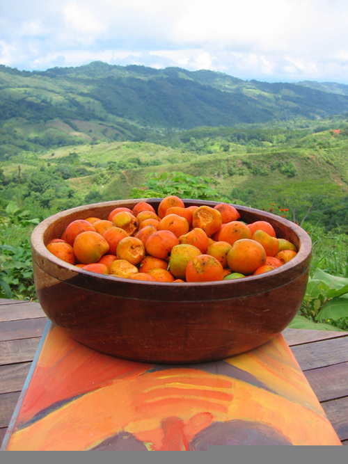 truenaturecomm's profile picture. Yoga, Permaculture, Community and Retreat Center