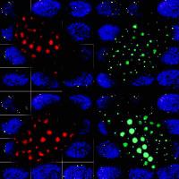 Cell_Fate&Nuc_Org (@cellfatenucorg) 's Twitter Profile Photo