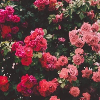- Applied linguistics student 🌿.