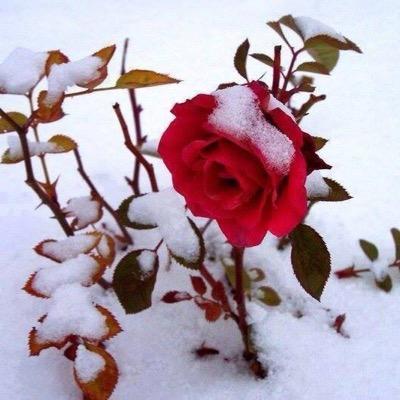 nadira229's profile picture. M A L D I V I A N