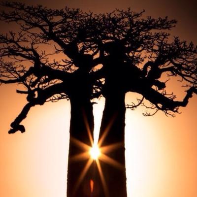 baobabbbeauty's profile picture. Косметика с фруктом Баобаб! Органические крема стандарта БИО Восстановление организма!!!!!!!!!Программа коррекции веса Производитель Ferrier (Arkopharma)