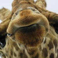 Jeffrey (@hellojeffrey) 's Twitter Profile