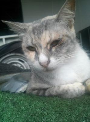 noppoman777's profile picture. ㊙️良くできたポンコツ㊙️