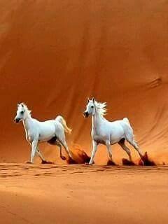 ‏‏‏‏‏ستصلك كلماتي ولو بعد حين .؟

رحمك الله يا والدي