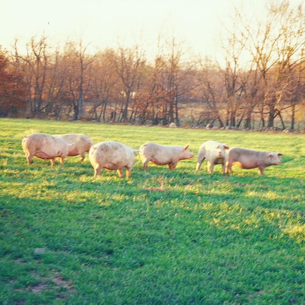 A 3rd Generation Hog Farmer and Blogger in MI that believes in raising hogs environmentally and economically. Opinions are my own http://t.co/J0oorC8lcV