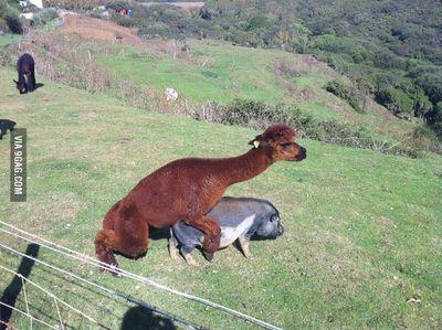 ChocPirate's profile picture. 