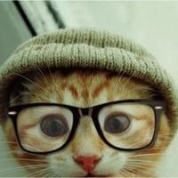 Steve the Cat (@catthesteve) 's Twitter Profile