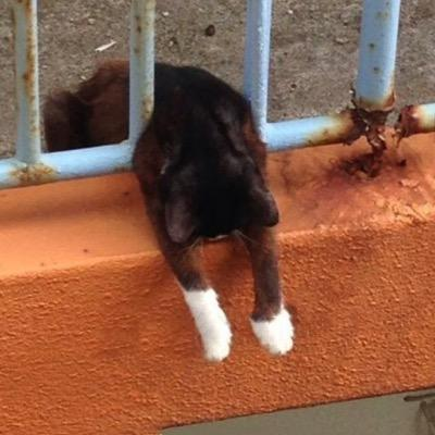 黒猫 性格：迷信とは裏腹に性格がおおらかで、甘えん坊で人好きな猫が多いともいわれ(個体差が大きい)、～