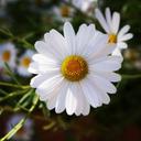 Shamsa - @Shamsa_AlAli - Twitter