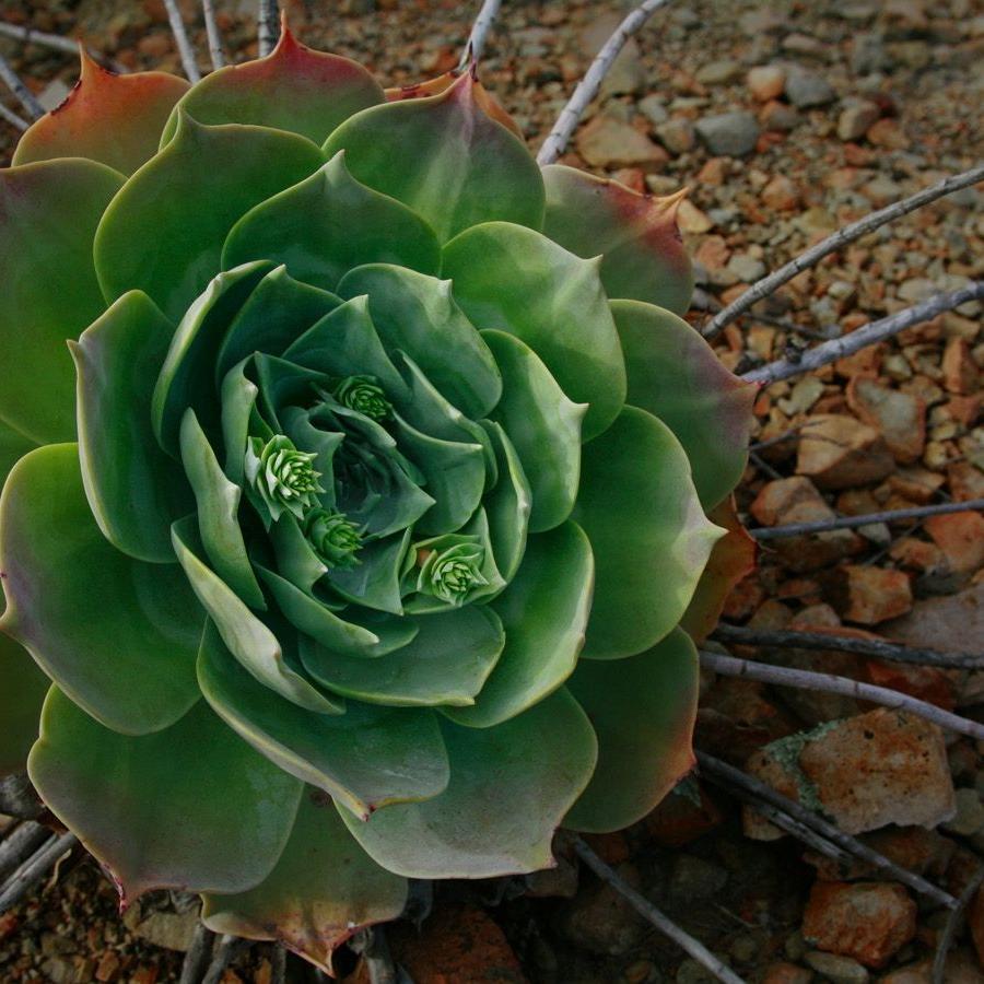 pathor_kuchi's profile picture. Learn Amazing Facts on Earth