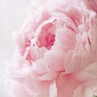 Zaryanka27's profile picture. Я Дончанка!