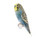 Peter Prinz - @peterprinz7 - Twitter