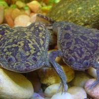 Wabash Biology Dept. (@wabashbiology) 's Twitter Profile