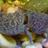 WabashBiology's profile image