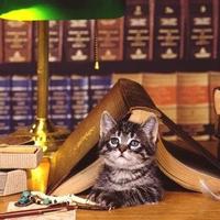 Kedili Kütüphane (@kedilikutuphane) Twitter profile photo