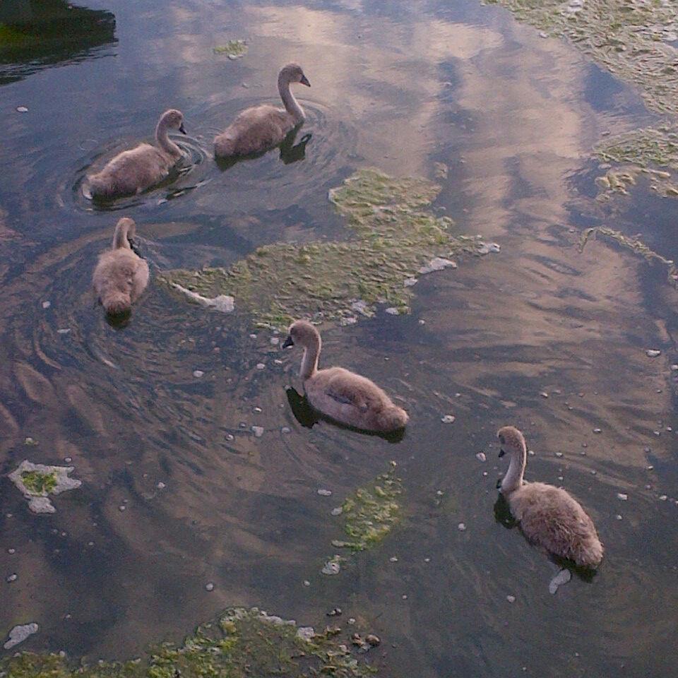 oneandonlyesp's profile picture. 