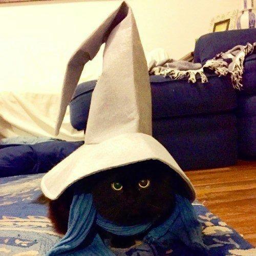 HousecatWizard's profile picture. 