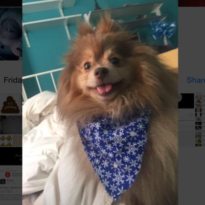 hiii i iz an flufflee wolfe cub and iz post some pics for yur enterteinmeint #pomeronnyan #fuqwitmeh